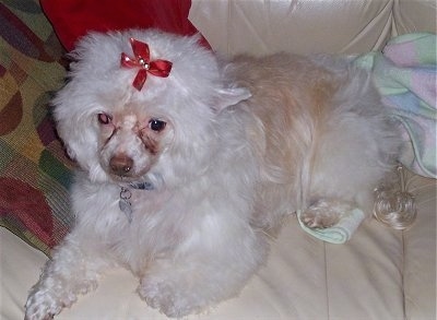 Precious the Chinese Crested Powder Puff is laying on a couch with a red ribbon in its hair