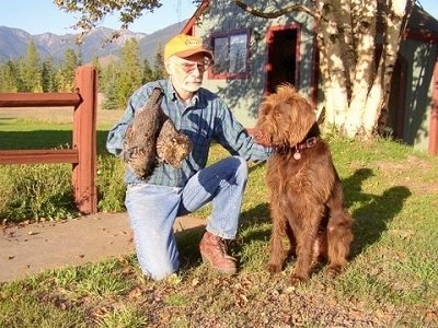 A brown Pudelpointer dog is sitting in grass looking to the left. There is a man wearing a yellow cap, blue flannel shirt, blue jeans and brown boots taking a knee next to it. He has a dead bird in one hand and he is petting the dog with the other hand.