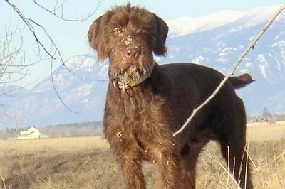Front side view - A brown Pudelpointer dog is standing in grass and it is looking forward. There is a mountain range in the background. The dog has dirt all over its face and its tail is level with its body.