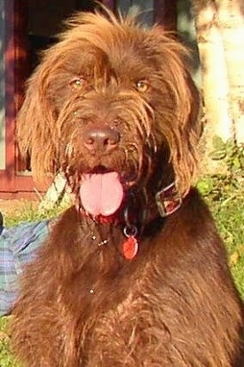 Close up - A wiry-looking, brown Pudelpointer dog is sitting in grass looking forward. Its mouth is open and tongue is out. Its eyes are golden brown and its nose is brown.