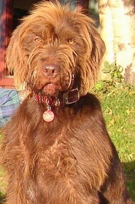 Close up front view - A wiry-looking brown Pudelpointer dog is sitting in grass looking forward. Its eyes are golden brown and its nose is brown.