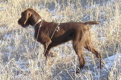 The left side of a Pudelpointer puppy walking across tall brown grass that has a dusting of snow all over it. The dog is pointing to the left.