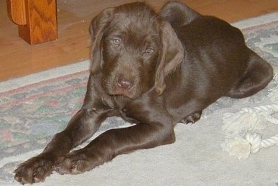 Front side view - A brown Pudelpointer puppy is laying on a tan rug looking forward. Its head is slightly tilted to the right.