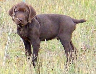 Side view - A brown Pudelpointer puppy is standing in tall grass looking forward. It has drop ears and its tail is level with its body.