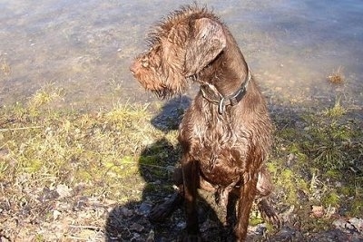 A wet, brown Pudelpointer dog is sitting at the edge of a body of water looking to the left.