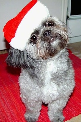A thick, wavy-coated grey with white and black Pug-a-Poo is sitting on a red rug and it is wearing a Santas hat. It is tilting its head far to the left.