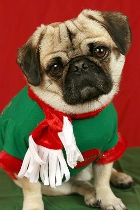 Close up - A tan with black wrinkly faced Puginese dog wearing a Christmas sweater sitting on a green stand and it is looking forward. Its head is tilted to the left.