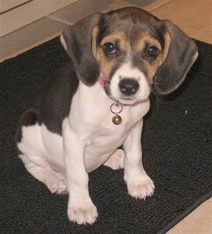Front view - A small tricolor black, tan and white Raggle puppy sitting on a black mat looking up.