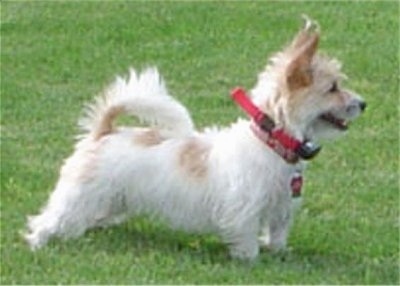 Right Profile - A shaggy white with tan Rashon dog is standing in grass and it is looking to the right. Its mouth is open.