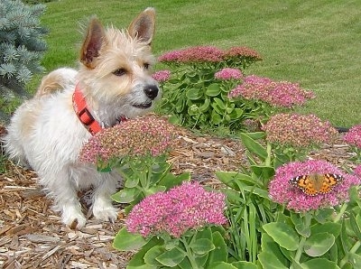 A soft, shaggy looking white with tan Rashon dog is laying in a garden looking towards the purple flowers at a butterfly.