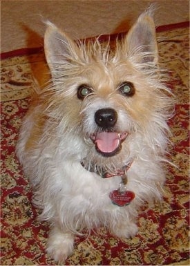 Top down view of a scruffy looking white with tan Rashon dog that is sitting on a rug and looking up. It is panting and it looks like it is smiling.