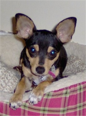 Front view - A black with tan and white Rat-Cha puppy is laying on a pink plaid dog bed looking forward. It has large perk ears.