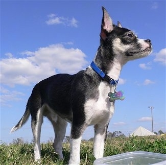 The front right side of a shorthaired, black with white Rat-Cha that is standing in grass and it is looking to the right. There is a plastic bowl in front of it. The dog has perk ears that stand straight up.