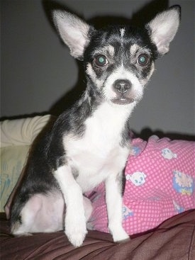 Close up front view - A black with white Rat-Cha dog is sitting on a bed looking forward. Its left paw is being held up in the air.