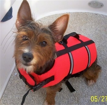 Close up - A brown and black with white Ratshire Terrier is sitting in a boat on a carpet wearing a red life vest looking up.