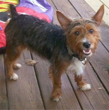 The front left side of a scruffy looking brown and black with white Ratshire Terrier that is standing on a hardwood porch. It is looking forward, its mouth is open and it looks like it is smiling.