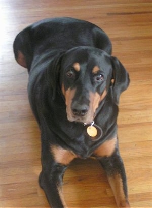 A black with brown Rotterman is laying on a hardwood floor and it is looking up. Its head is tilted to the right.