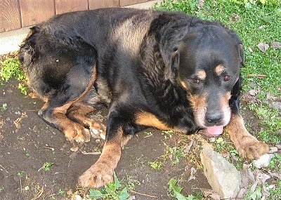 Front side view - A black and tan Rottweiler is laying in patchy grass licking a rock in front of it.