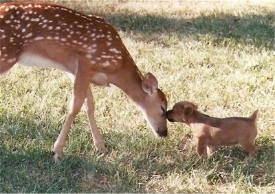 A Female Rustralian Terrier puppy is sniffing the face of a baby deer with spots that is standing in front of it.