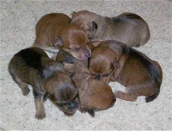 A litter of Rustralian Terrier puppies are laying in a pile.