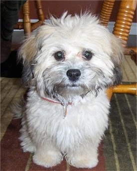 Close up front view - A soft looking, white with tan and black Shih-Poo puppy is sitting on a rug, it is looking forward and there is a wooden table behind it.