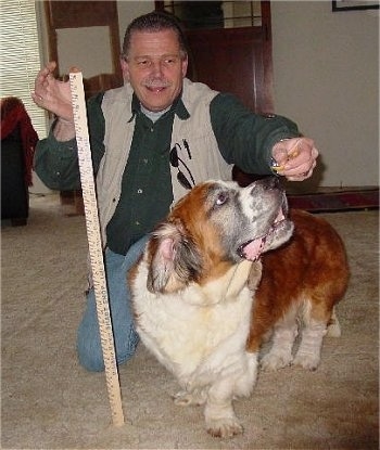 A wide, short legged brown with white and black Saint Bernard/Sussex Spaniel mix breed dog is standing on a tan carpet and it is trying to get an treat from a smiling man's hand who is kneeling down behind it. The man is holding a yardstick next to the dog.