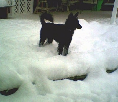 A black Schipper-Poo is standing outside in snow and it is looking to the right. Its tail is curled up over its back.