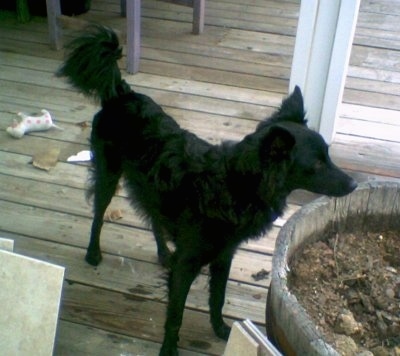 Front side view - The front right of a black Schipper-Poo that is standing on a wooden porch and behind it is a small wooden barrel with dirt in it. The dog has longer hair on its tail and longer fringe  hair under its belly and on its legs.