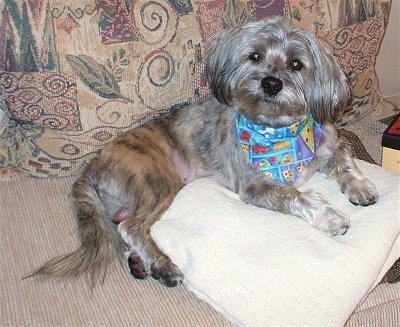 A brindle grey and tan with black Schnau-Tzu dog is wearing a colorful bandanna laying across a tan couch and partially on top of a white pillow. There are tan pillows behind the dog. It is looking forward and its head is slightly tilted to the right.