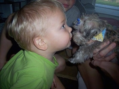 A toddler sized boy in a lime green shirt is face to face with a tiny tan with black Schnese puppy that a person is holding. The puppy is being held in the air towards the kids face. The Schnese is wearing a blue bow and a multi-colored bandana.