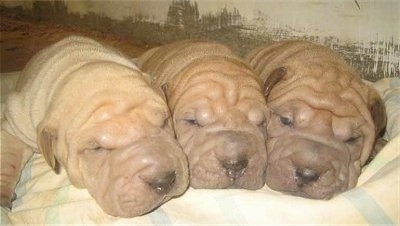 Close up - Three very wrinkly, short haired, Shar-Pei puppies are sleeping in a row on a blanket lined up with their heads touching. They have big heads and black noses.
