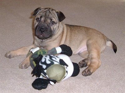 A shorthaired tan with black Shar-Pei/Rat Terrier mix breed puppy is laying ona carpet and in front of it is a green, white and black plush toy. The dog's head is wrinkly and it has extra skin around its shoulder area.