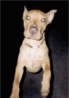 Front view - A tan Shar-Pei puppy is standing up on its hind legs and it is looking up. It has a big nose and pointy perk ears.
