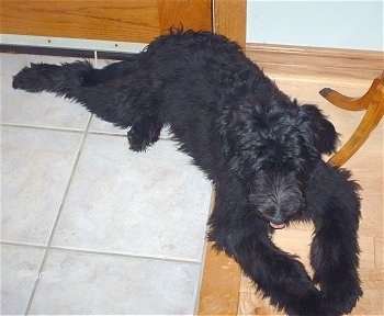 Topdown view of a tall, black Shepadoodle puppy that is laying under a table and its tongue is sticking out.