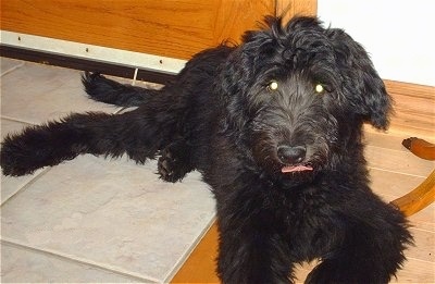 A black Shepadoodle puppy is laying across a tiled floor under a table. It is looking forward and its tongue is sticking out. Its eyes are glowing green.