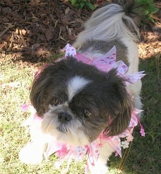 Close up - A brown and white Shih Tzu is standing in the shade under a bush. The dog is wearing a pink lei.