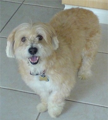 Front side view - A tan with white Shorgi dog is standing on a tiled surface, it is looking up, its head is slightly tilted to the left, its mouth is open and it looks like it is smiling. Its front paw is in the air.