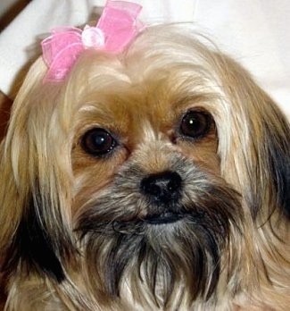 Close up head shot - A long haired, tan with black Shorkie Tzu dog with a pink bow in its hair is looking forward and its head is slightly tilted to the left. It has round dark eyes.