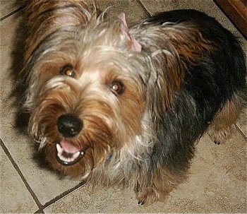 Close up - A black and tan Silky Terrier that has a pink ribbon in its hair,  it is sitting across a tiled floor, its mouth is open, it looks like it is smiling looking up and to the left