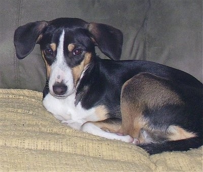 A tricolor black with tan and white Smooth Fox Terrier mix breed dog is laying on a yellow blanket on top of a gray couch.
