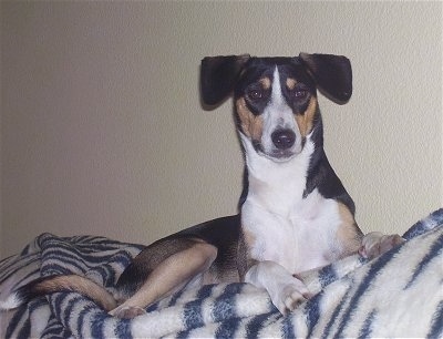 Front side view - A black with tan and white Smooth Fox Terrier mix is laying on a white with black zebra striped blanket on a couch and it is looking forward.