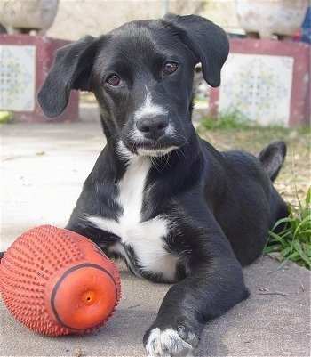 Front view - A black with white Spanador puppy is laying on a concrete walkway, there is a football toy in front of it, it is looking forward and its head is tilted to the left. The dog has a smerk on its face.