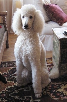 Front view - A curly coated, white Standard Poodle dog sitting on a rug looking forward. There is a wooden chest to the right of it and a chair to the left of it. The dog has dark, round black eyes and a black nose.