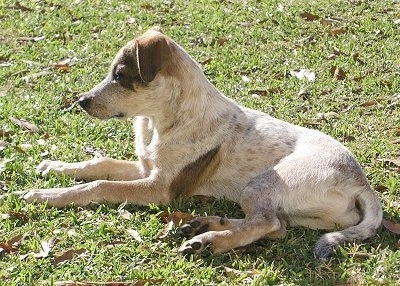 The left side of a white with brown and black Texas Heeler puppy that is laying across a grass field and it is looking to the left. It has fold over ears.