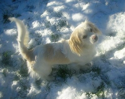 Top down view of a white with tan Tibalier that is standing in snow, it is looking up and forward. The dog's tail is up in the air.