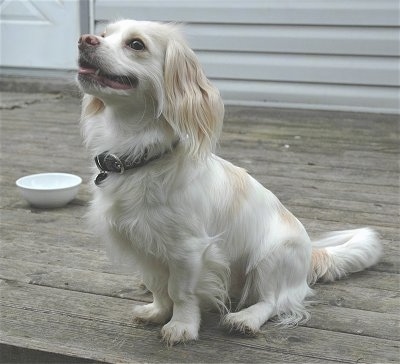 The front left side of a white with tan Tibalier dog sitting on a hardwood porch, it is looking up and to the left. Its mouth is open and it looks like it is smiling. There is a water bowl behind it. It has long drop ears with long fur on them.
