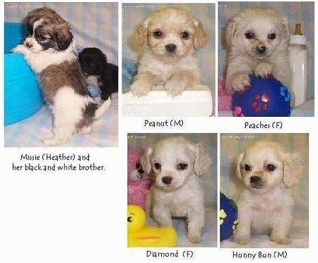 A compilation of photos that display five Tibalier puppies sitting on a backdrop and there are toys and items around it.