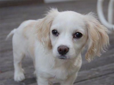 Close up - A white with tan Tibalier puppy that is standing on a hardwood floor and it is looking forward. It has wide dark eyes and long hair on its drop ears.