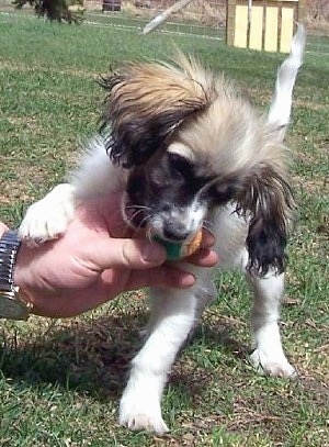A person is holding a ball under a tan and white with black Tibalier. The Tibalier dog standing in grass biting the ball in a persons hand and it has its front right paw over the hand of the person holding the ball.