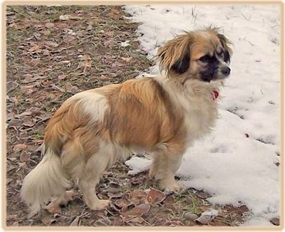 The back right side of a tan and white with black Tibalier dog standing in grass and it is looking to the right. It is stopped in front of a line of snow. It has a thick coat and long hair on its ears.